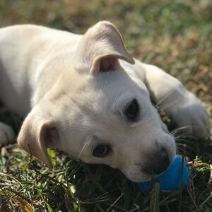 Meet your Posher, Ruby
